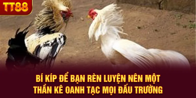 Kỹ Thuật Nuôi Gà Chọi