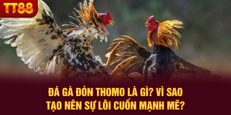 Đá gà đòn Thomo