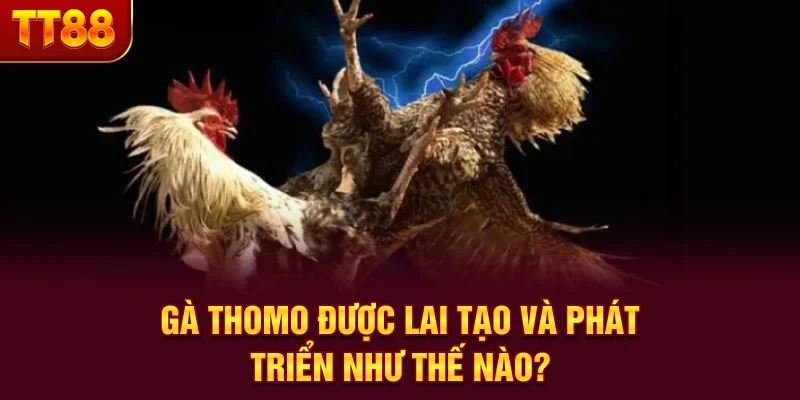 Đá Gà Đòn Thomo