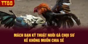Kỹ Thuật Nuôi Gà Chọi